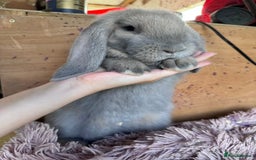 French Lop rabbits for sale: Purebred French Lops for sale  - Image 7