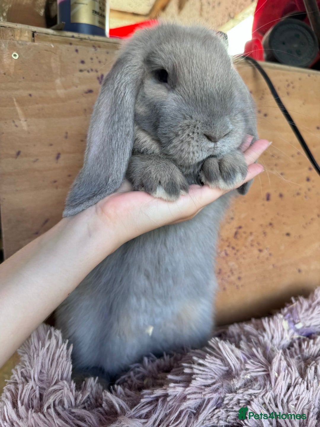 French Lop rabbits for sale: Purebred French Lops for sale  - Image 7