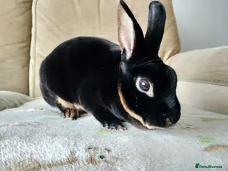 Rex rabbits Adult mini rex for sale - Advert 2