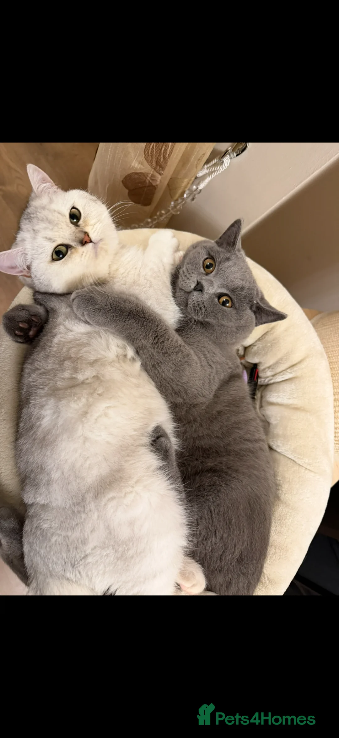 British Shorthair cats for sale: British shorthair kittens  in London - Advert 8