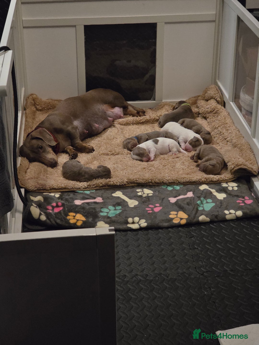 Miniature Dachshund dogs for sale: Isabella tan piebald long hair miniature dachshund - Advert 1