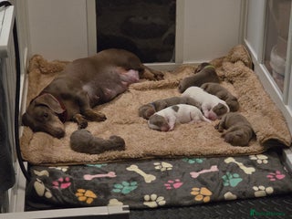 Miniature Dachshund dogs Isabella tan piebald long hair miniature dachshund - Advert 13