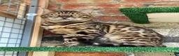 Bengal cats for sale: Top quality bengals kittens available now in Watford - Advert 12