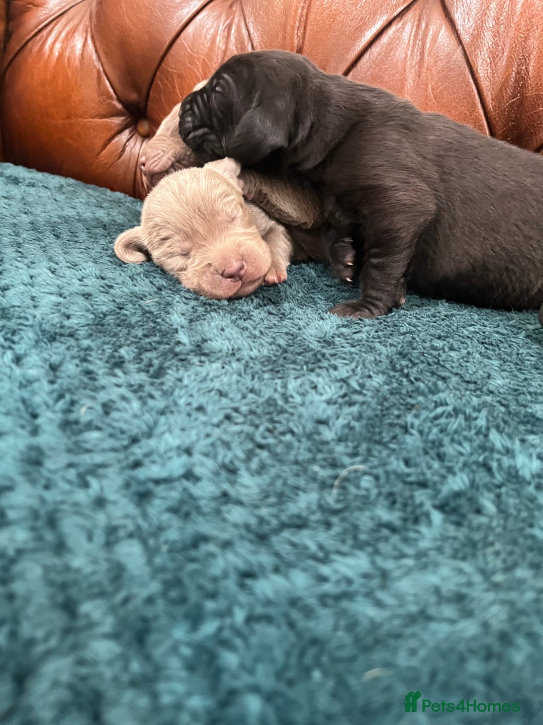 Mixed Breed dogs for sale: 6/9 F2 Weimador / Labmaraner  - Advert 12