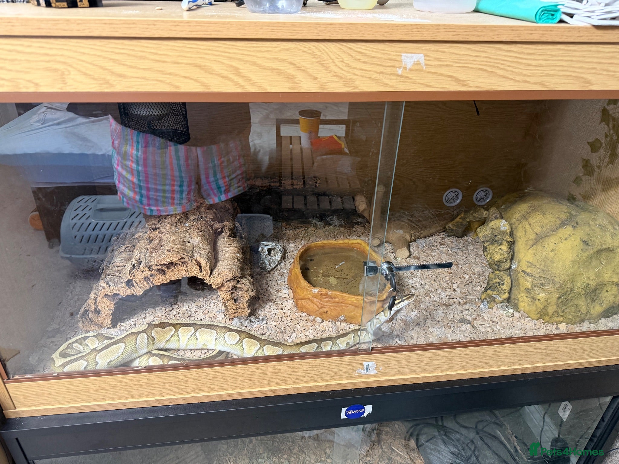 Python Snake reptiles Butter ball python with Viv & set up  - Advert 1