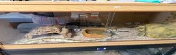 Python Snake reptiles for sale: Butter ball python with Viv & set up  - Advert 1