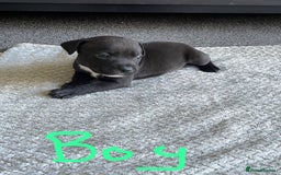 Staffordshire Bull Terrier dogs for sale: 5 Staffordshire bull terrier puppies  - Image 3