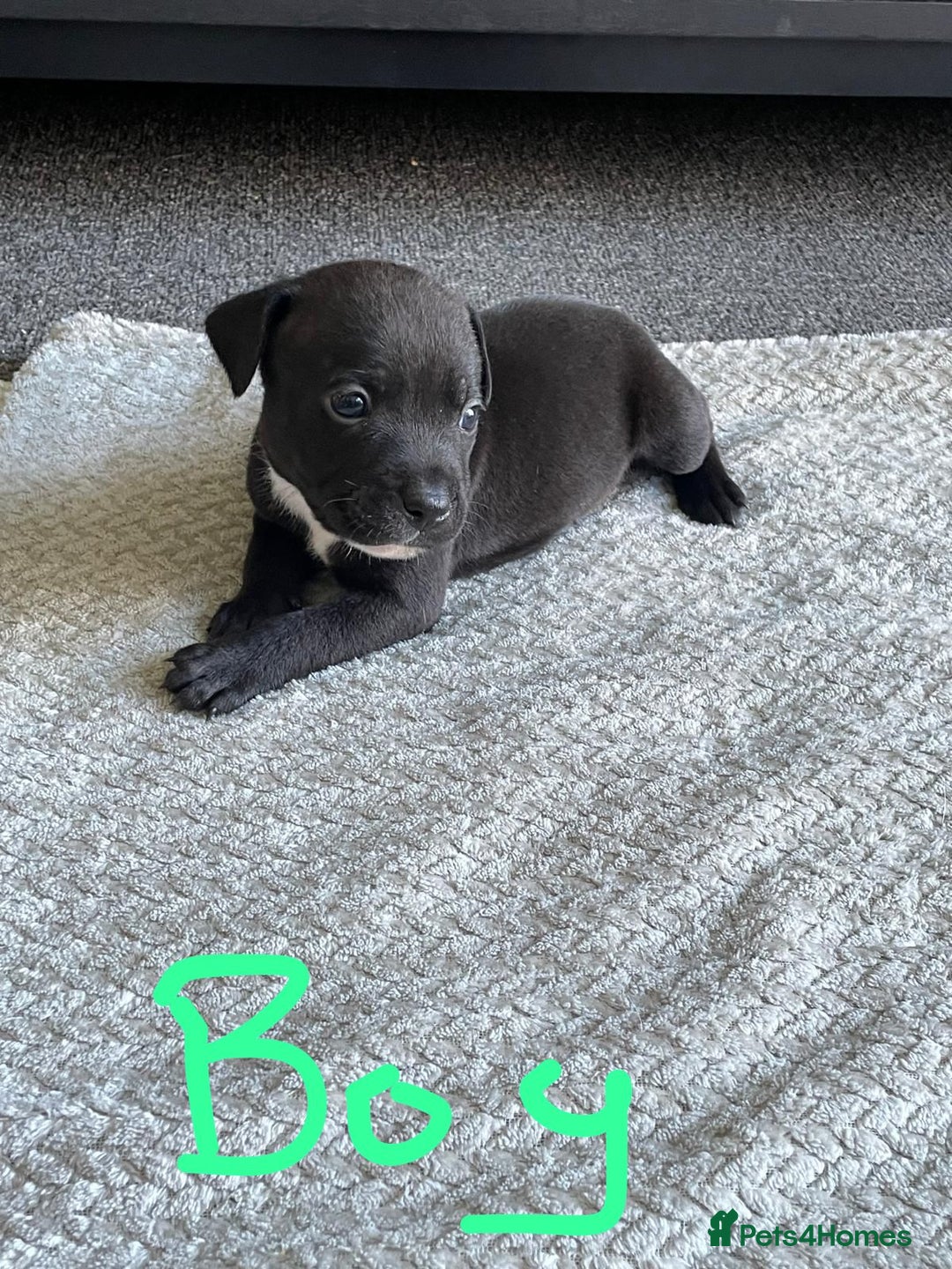 Staffordshire Bull Terrier dogs for sale: 5 Staffordshire bull terrier puppies  - Image 3