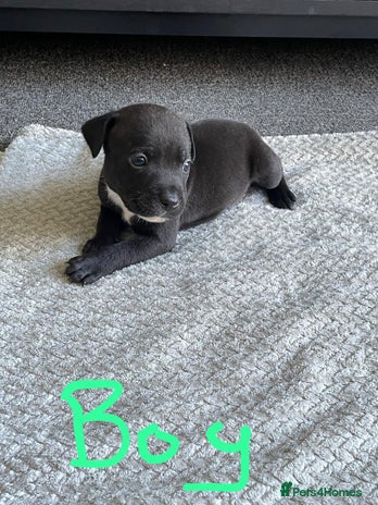 Staffordshire Bull Terrier dogs - Advert 16