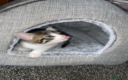 American Shorthair cats for sale: Beautiful calico kitten ready to leave now!!! - Image 2