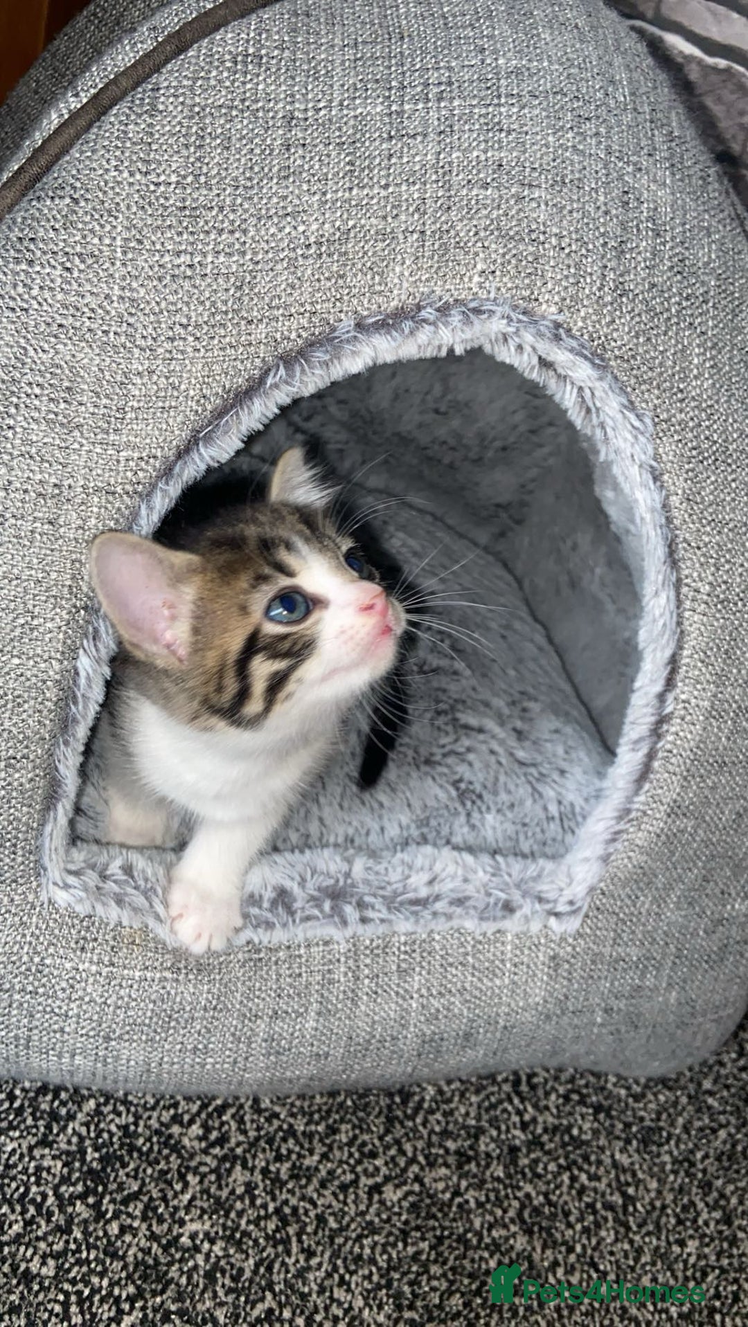 American Shorthair cats for sale: Beautiful calico kitten ready to leave now!!! - Image 2