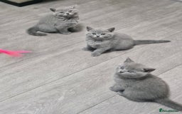 British Shorthair cats for sale: Pure BSH kittens GCCF Last Boy Left £700 - Image 18