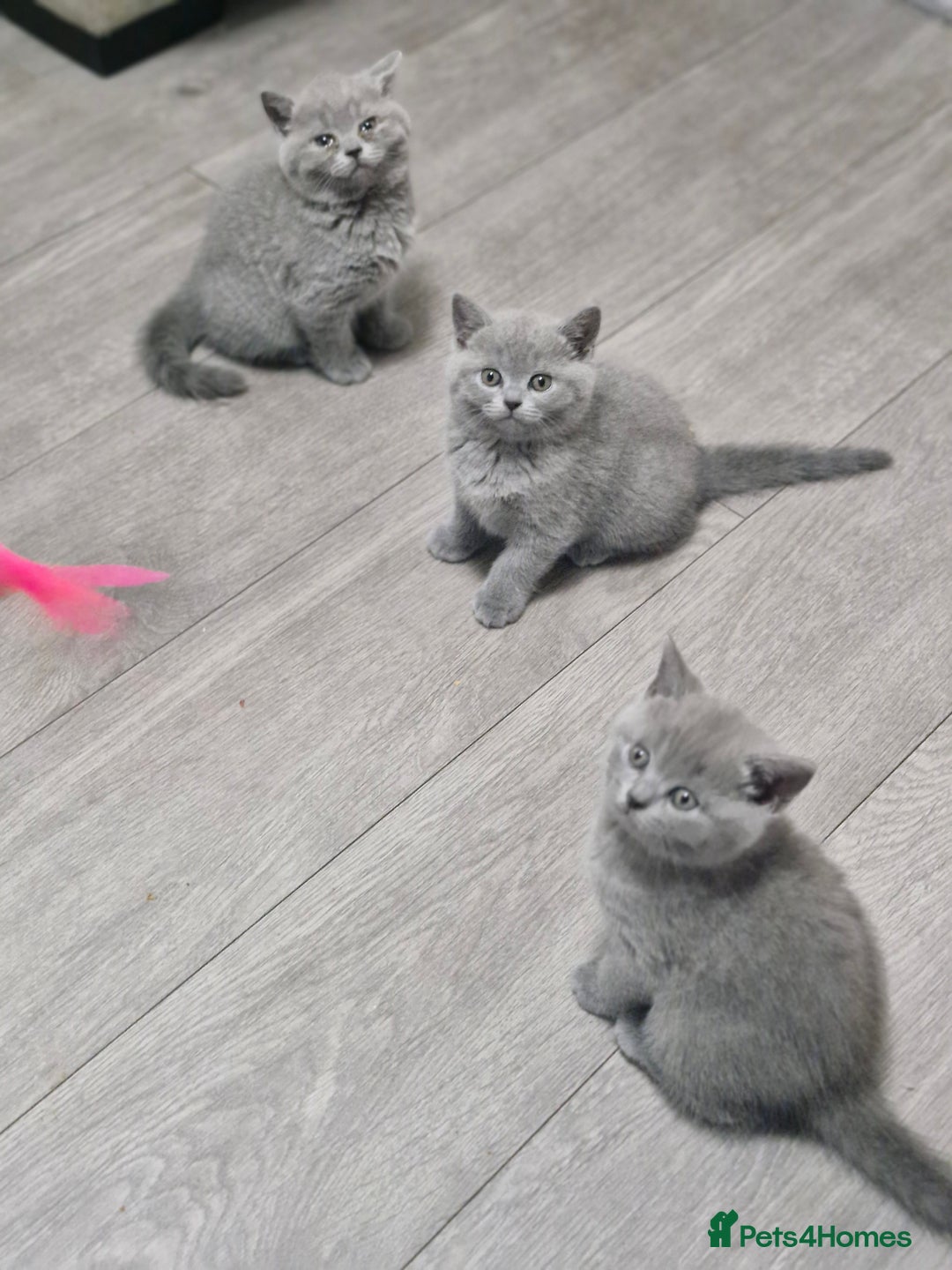 British Shorthair cats for sale: Pure BSH kittens GCCF Last Boy Left £700 - Image 18