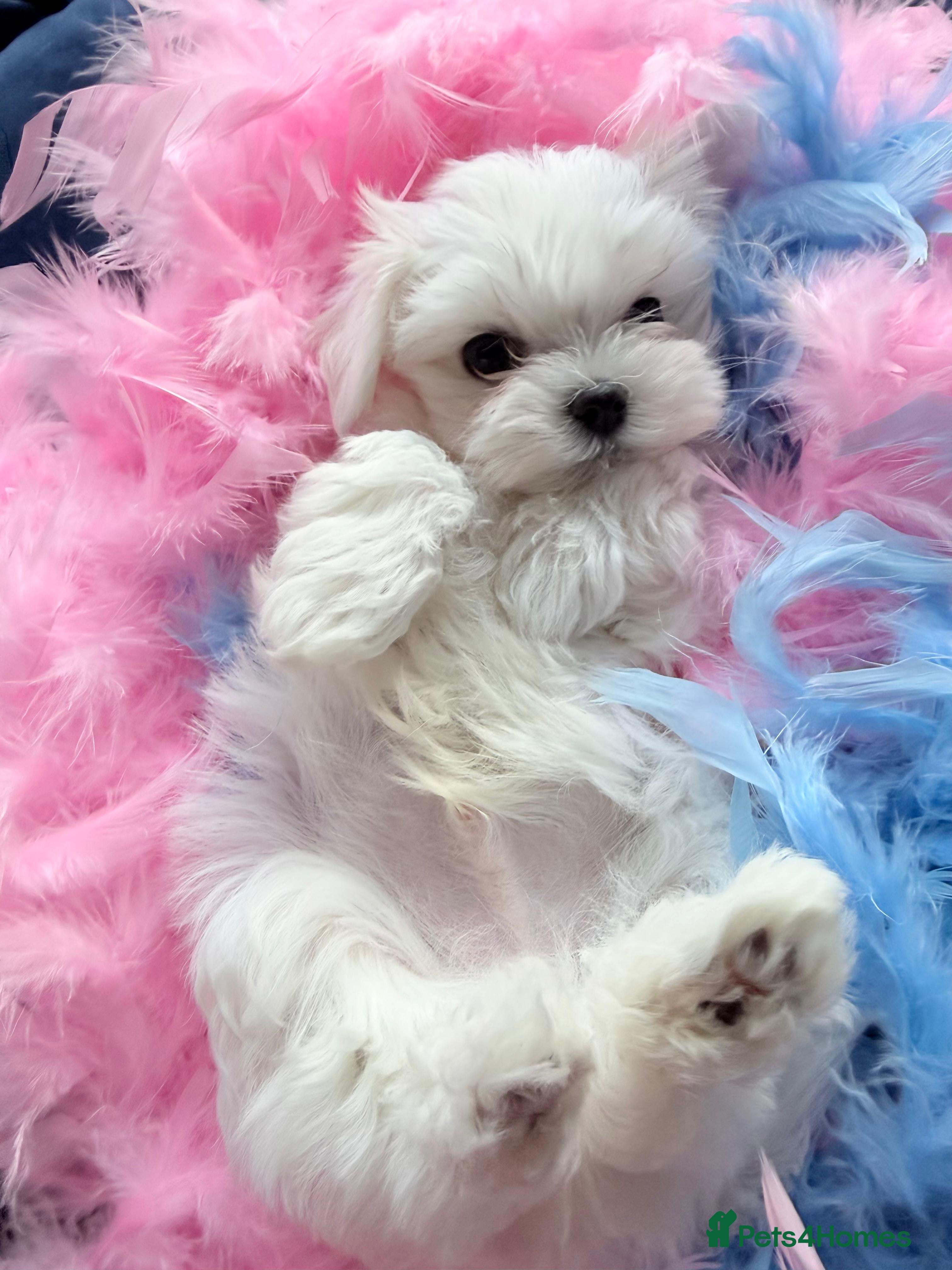 Maltese dogs  Korean Maltese puppy from Champion Parents - Advert 1