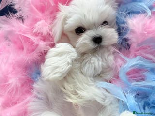 Maltese dogs Korean Maltese puppy from Champion Parents - Advert 4