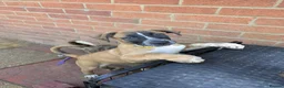 Mixed Breed dogs for sale: American bulldog x Belgian Malinois  - Advert 18