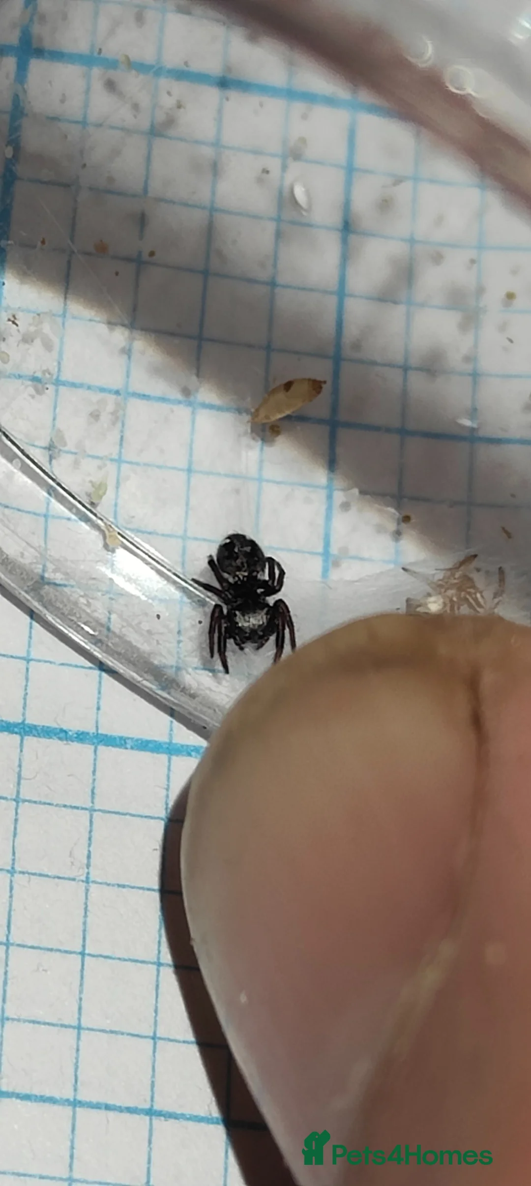 Spiders invertebrates for sale: Jumping spider (Everglades) unsexed  - Advert 2