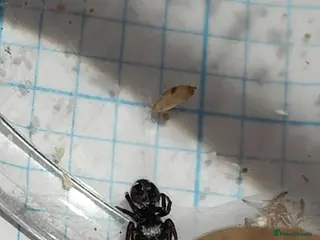 Spiders invertebrates Jumping spider (Everglades) - Advert 6