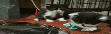 Lefty