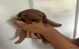 Cockapoo dogs for sale: Adorable Cockapoo Puppies  - Image 2