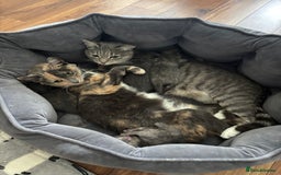 Domestic Shorthair cats for sale: Beautiful girl kittens available - Image 12