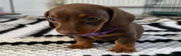 Miniature Dachshund dogs for sale: Beautiful pups from an experienced home  - Advert 3