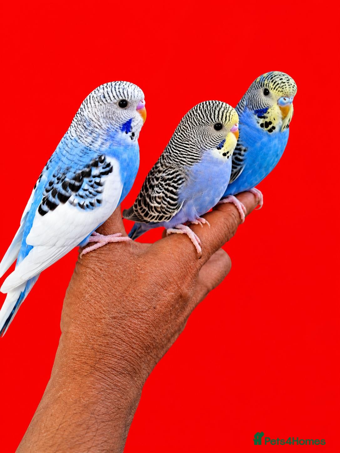 Budgerigars birds Super silly hand tamed baby budgie - Advert 13