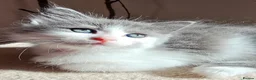 Ragcoon cats for sale: Ragdoll x Main Coon Beautiful Kittens - Advert 4