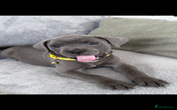 Staffordshire Bull Terrier dogs for sale: Blue Staffordshire bull terrier  - Image 7