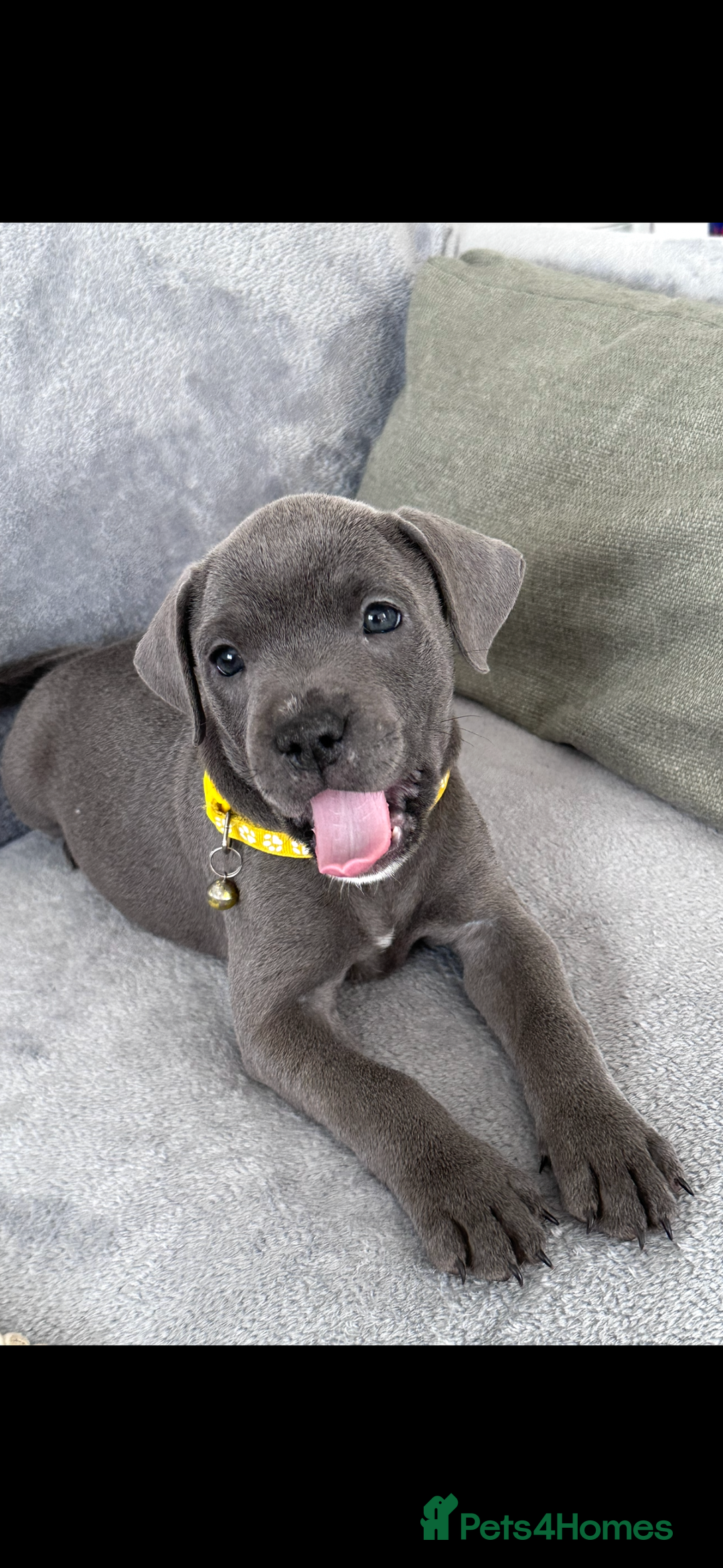 Staffordshire Bull Terrier dogs for sale: Blue Staffordshire bull terrier  - Image 7