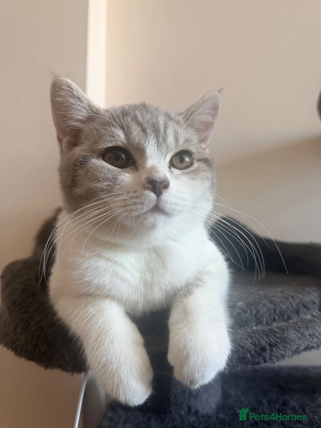 British Shorthair cats for sale: 2 British Shorthair Girls Available  - Advert 2