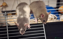 Rat rodents for sale: 5 girls and 3 boys available  - Image 4