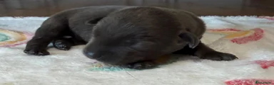 Labrador Retriever 9