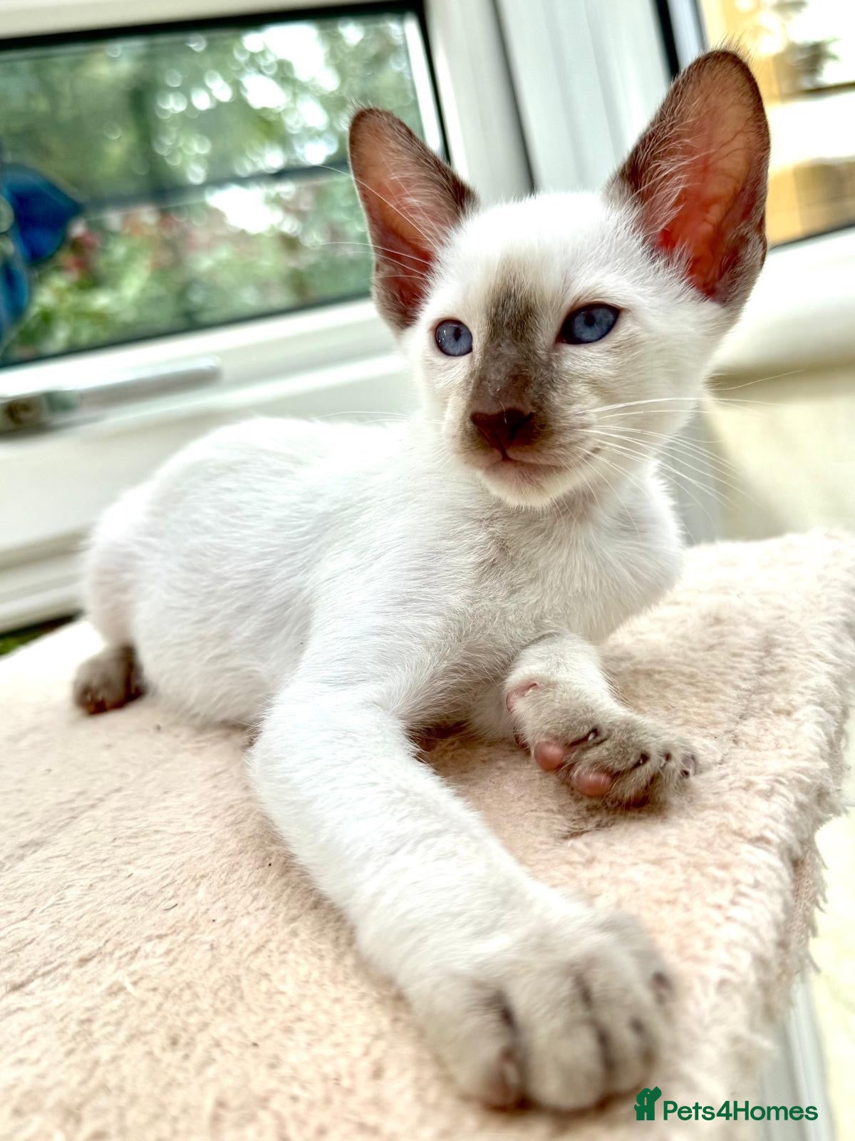Siamese cats Georgeous Siamese kittens - Advert 2
