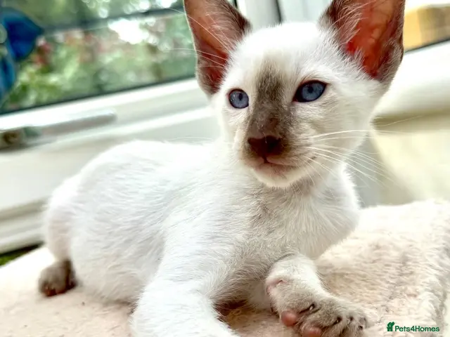 Siamese cats for sale: Georgeous Siamese kittens - Advert 1