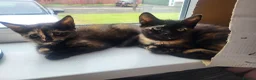 Mixed Breed cats for sale: 3 beautiful kittens ready for forever homes in Swansea - Advert 1