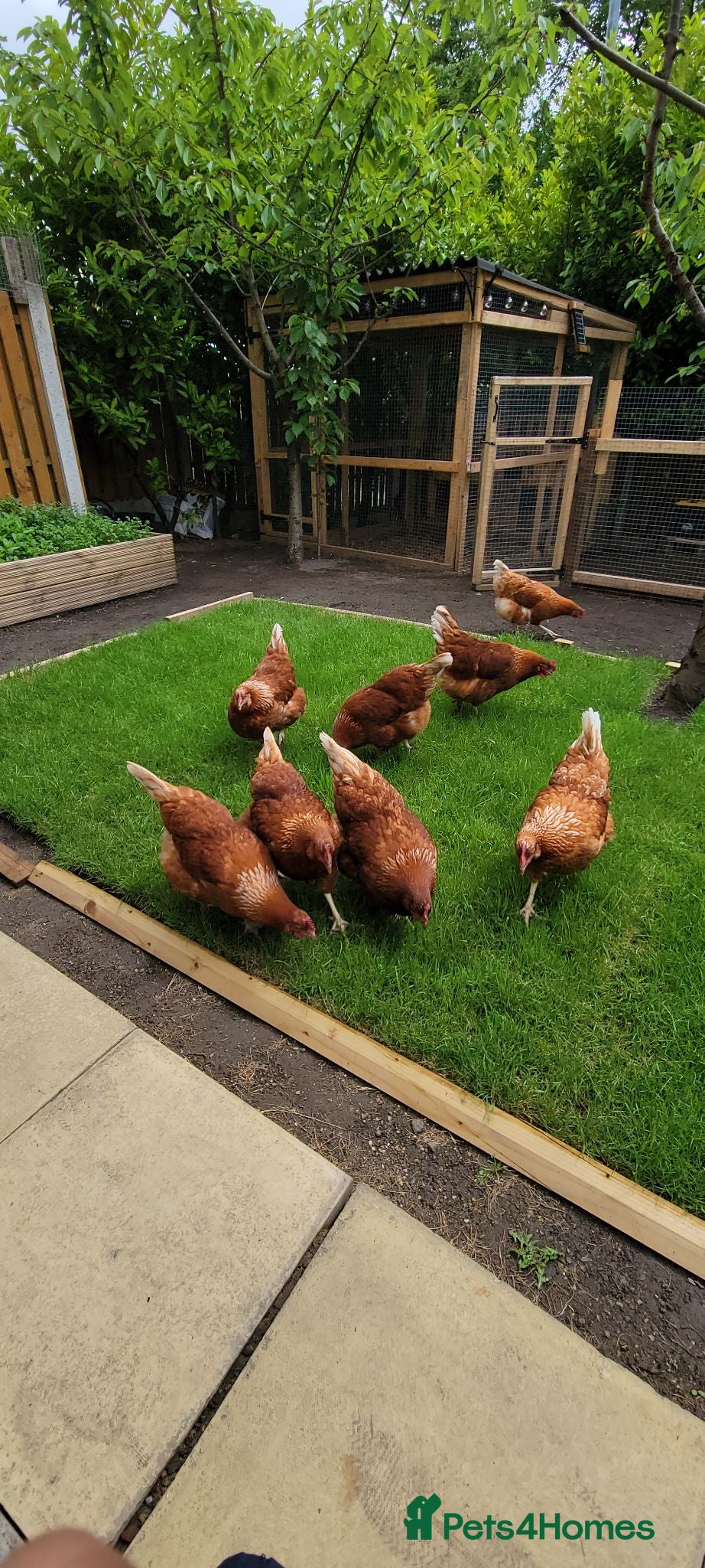 Hens poultry Warren hen - Advert 3