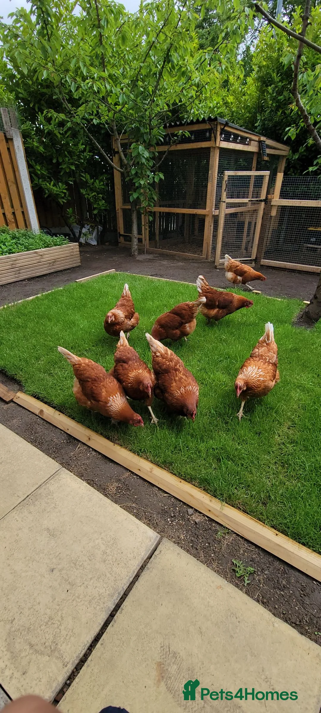 Hens poultry for sale: Warren hen in Dewsbury - Advert 1