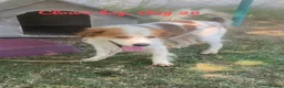 Mixed Breed dogs for adoption: Clown boy, 6 yrs approx. Available for adoption. - Advert 4