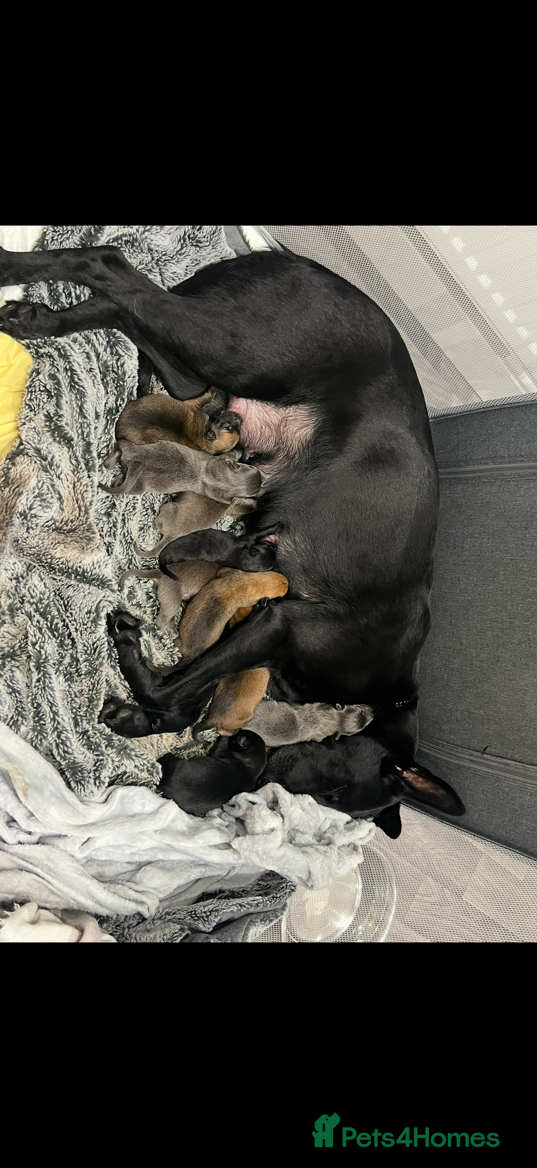 Belgian Shepherd Dog dogs for stud: Loki - BLUR CARRIER!! STUD MALE - Image 7