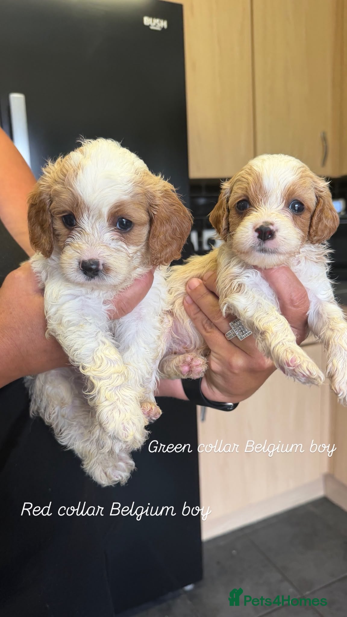 Cavapoo dogs Beautiful litter cavapoos  - Advert 2