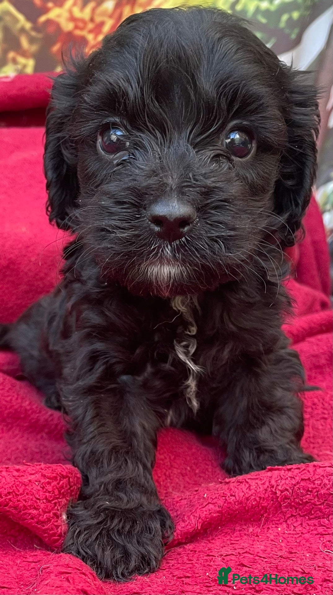 Cockapoo dogs American cockapoos - yankydoodles - Advert 7