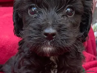 Cockapoo dogs American cockapoos - yankydoodles - Advert 7