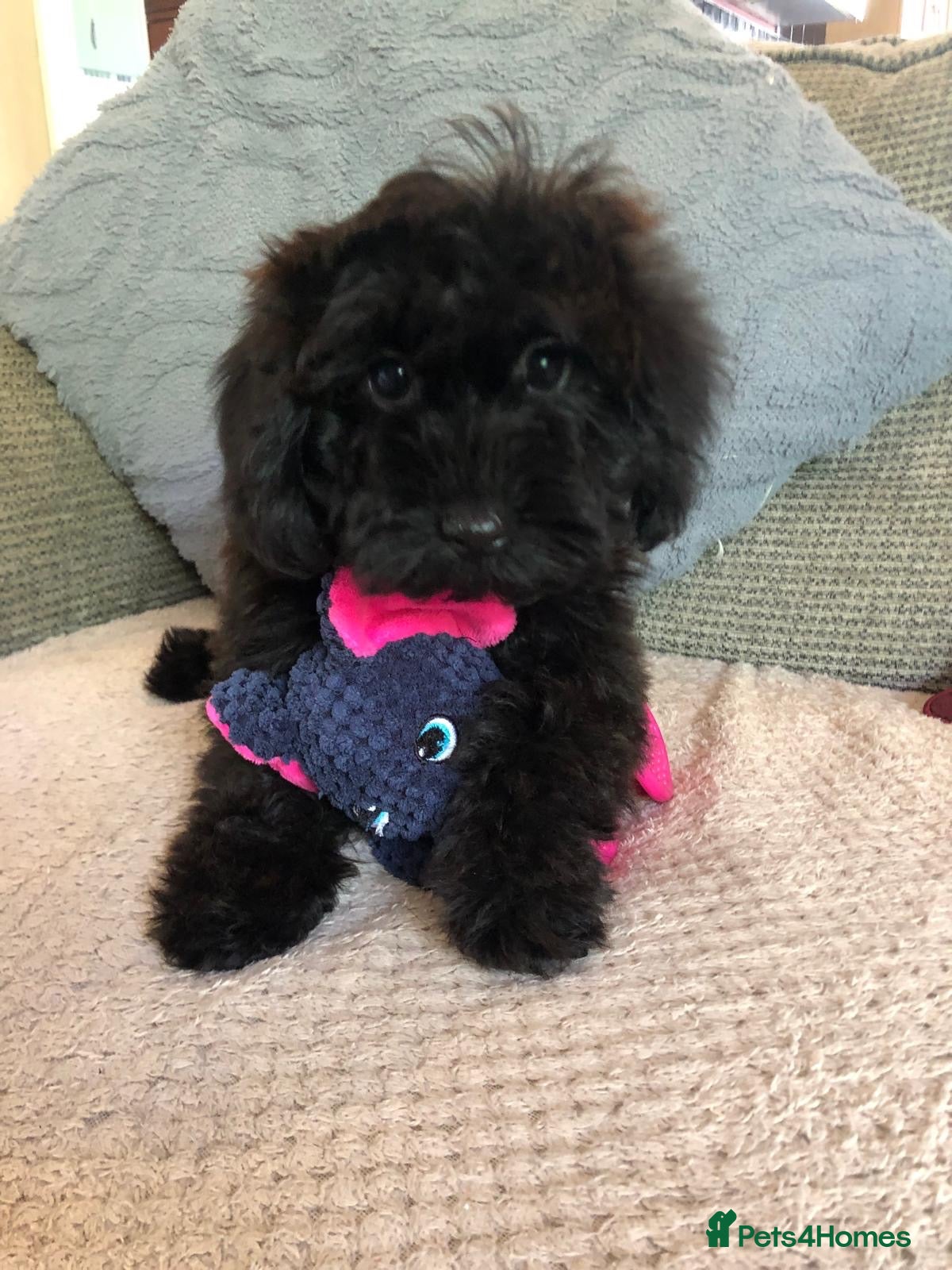 Cockapoo dogs cockapoo puppies forsale  - Advert 2