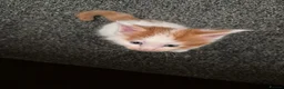 Maine Coon cats for sale: Maine coon kittens  - Advert 9