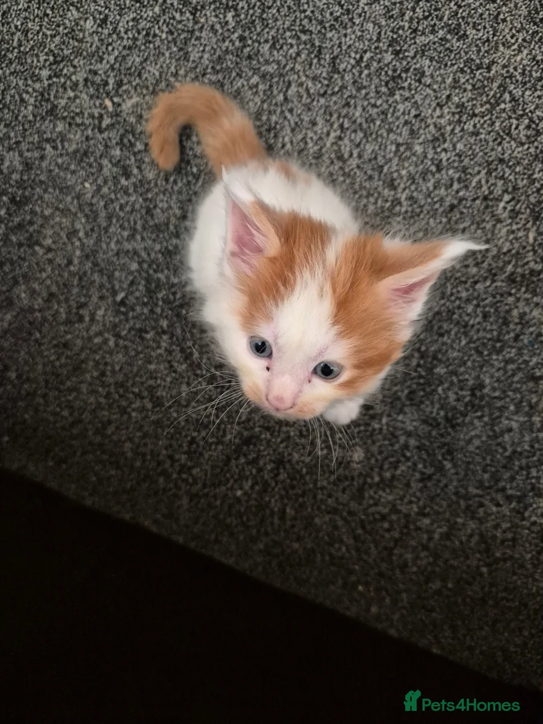 Maine Coon cats for sale: Maine coon kittens  - Advert 9