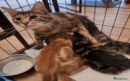 Mixed Breed cats for sale: Long Haired Maine Coon Type Kittens Mixed Breed :) - Image 1