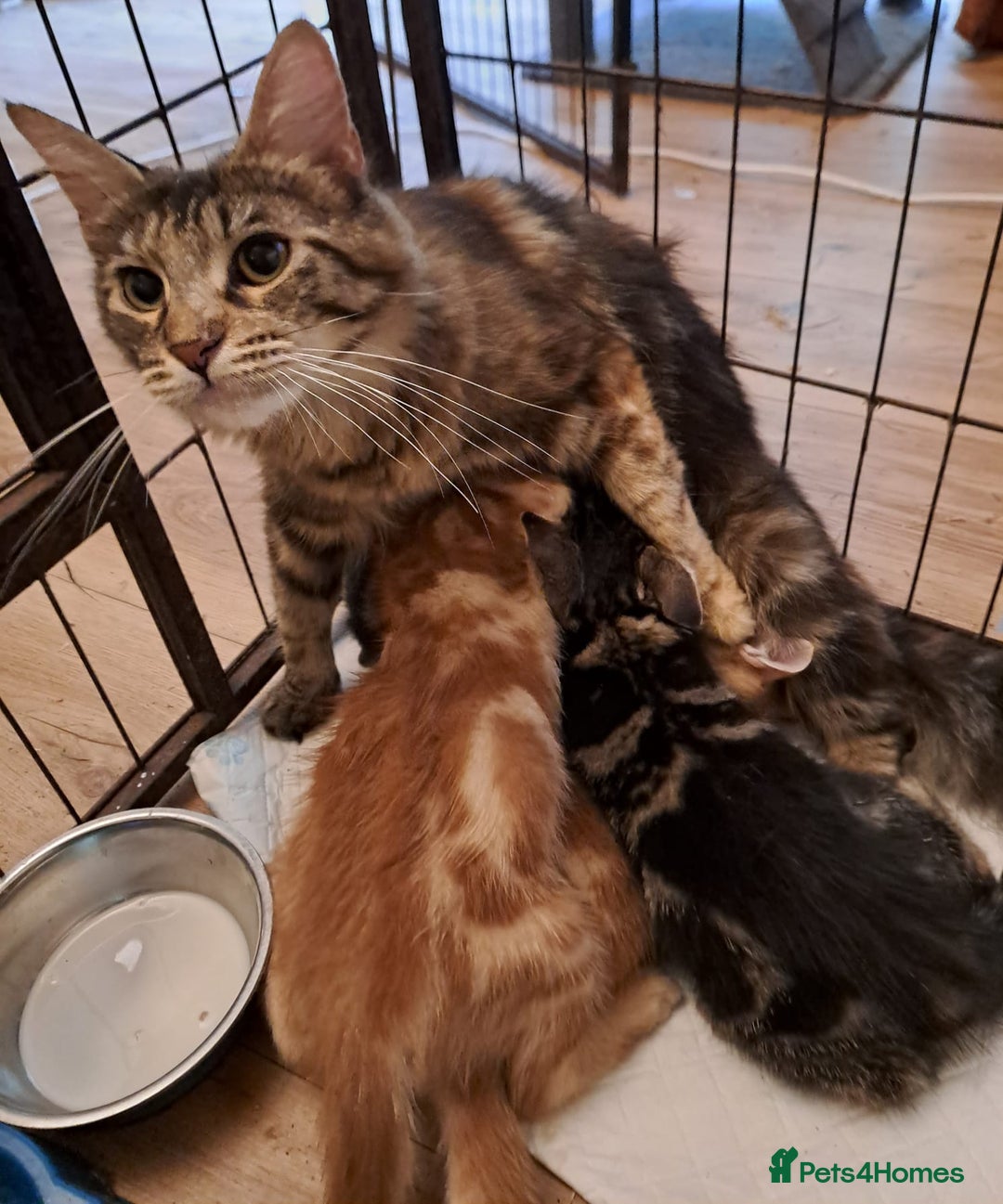 Mixed Breed cats for sale: Long Haired Maine Coon Type Kittens Mixed Breed :) - Image 1