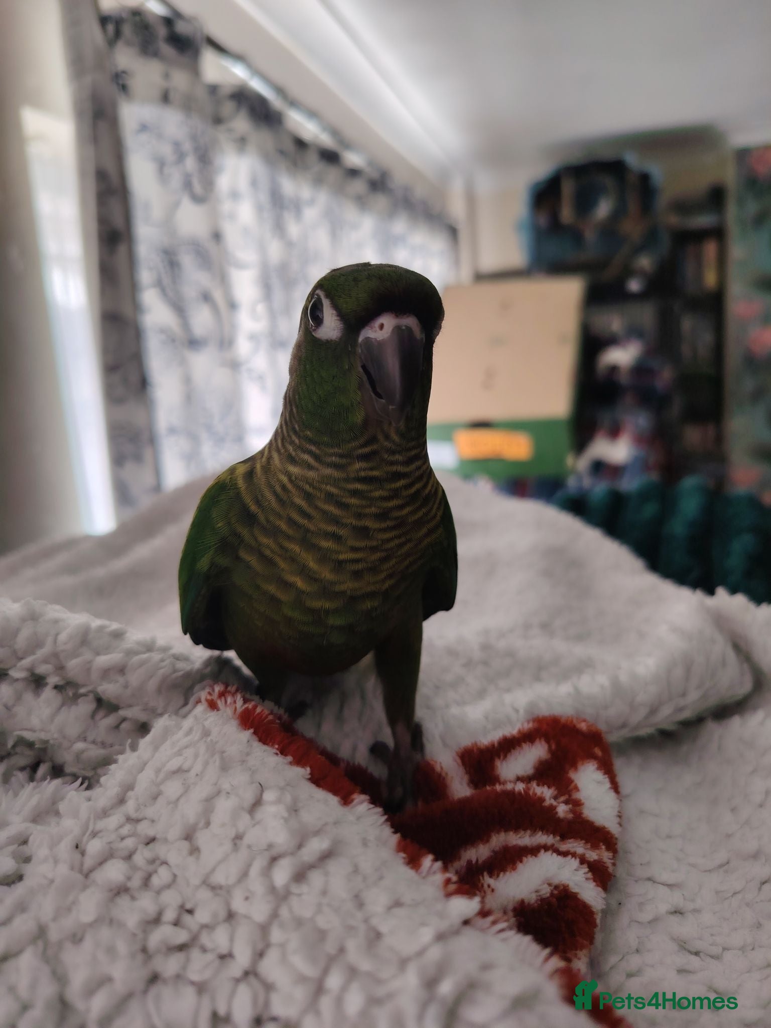 Conures birds Hand reared greencheek x maroon bellied conures - Advert 10