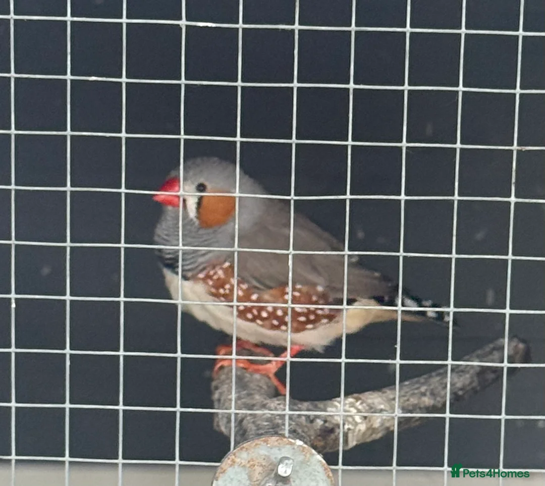 Finches birds for sale: Zebra Finches - 3 couples - Advert 2